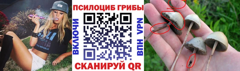 МЕГА сайт  Мышкин  Галлюциногенные грибы мухоморы  сколько стоит 